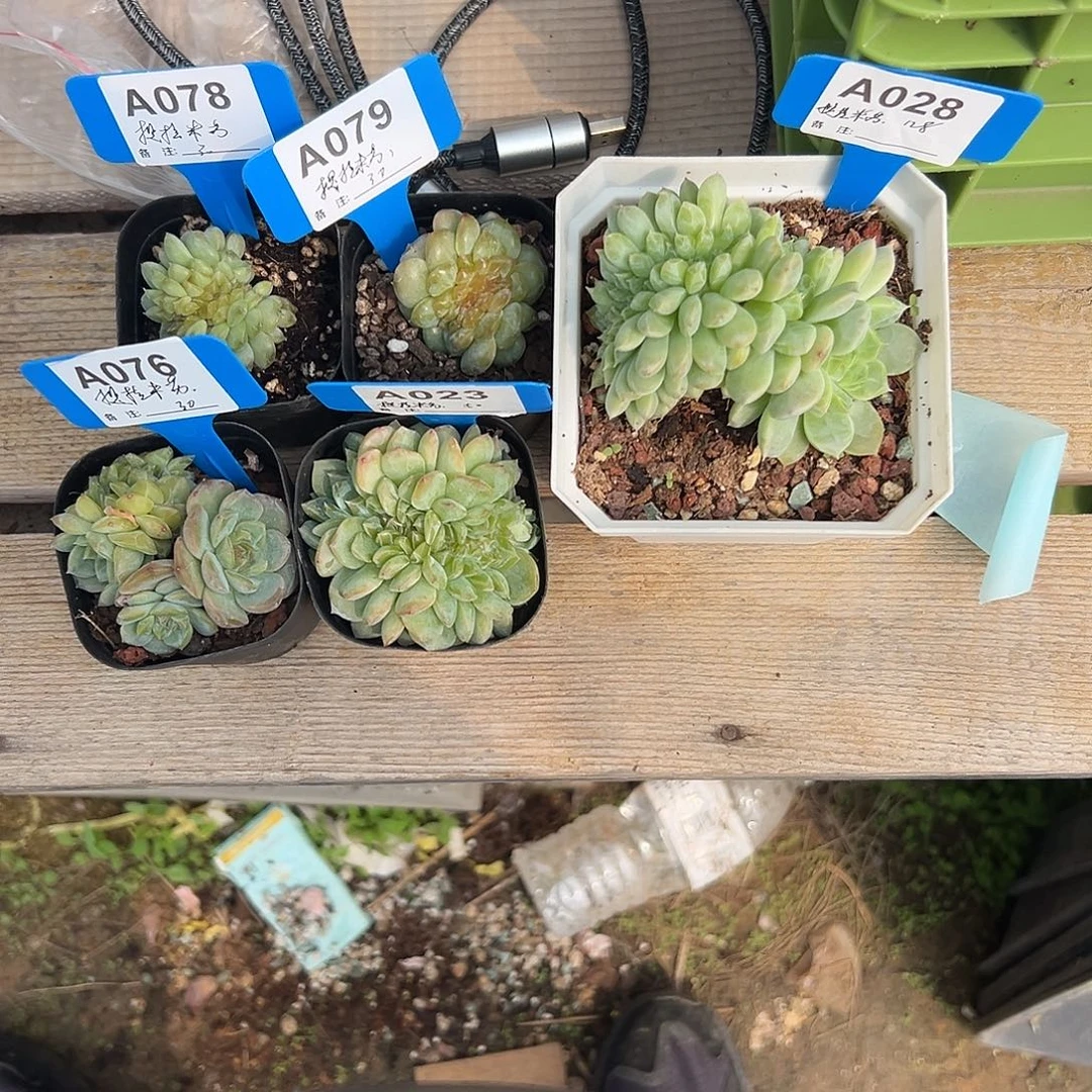 多肉植物一物一拍