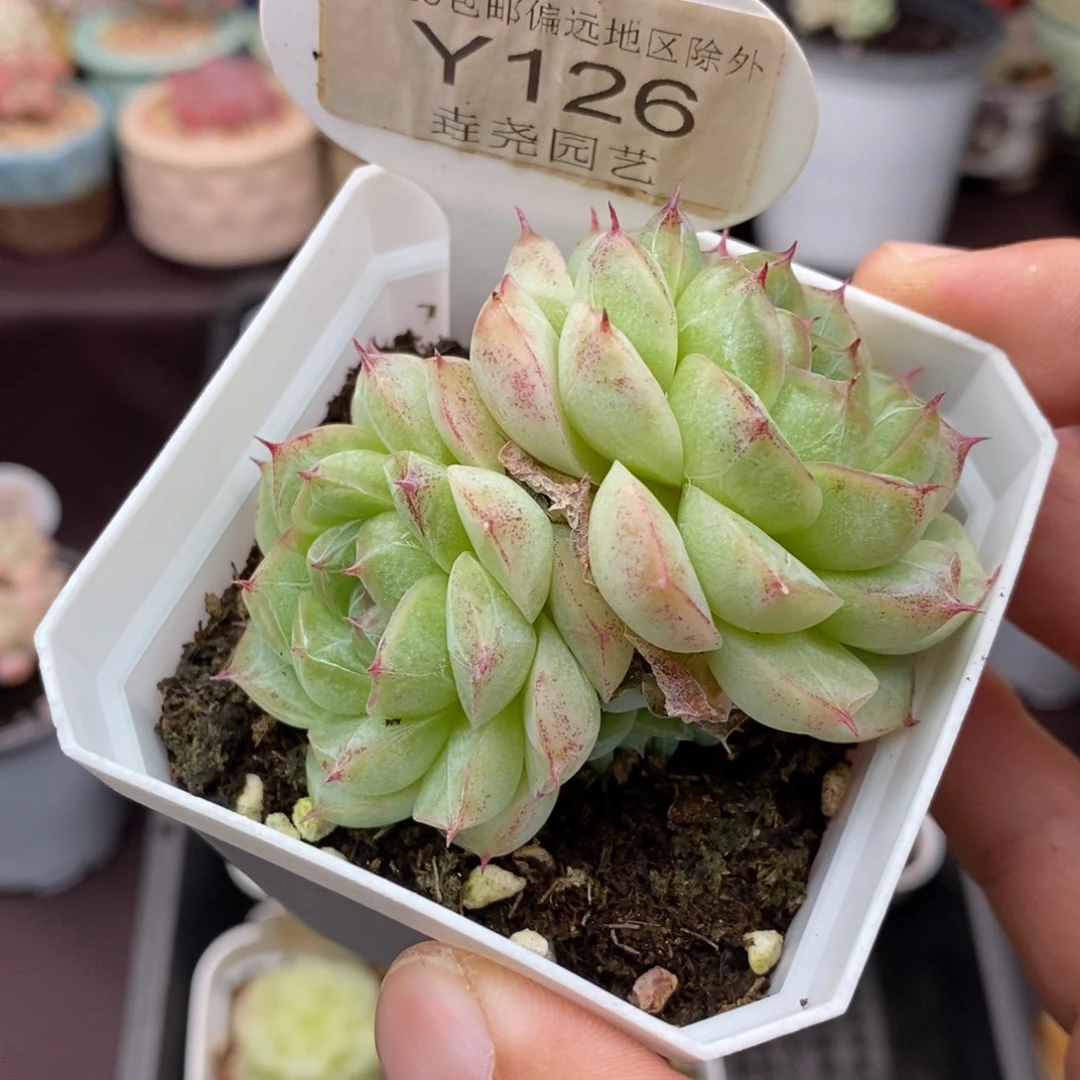 0126 女王双头 6cm