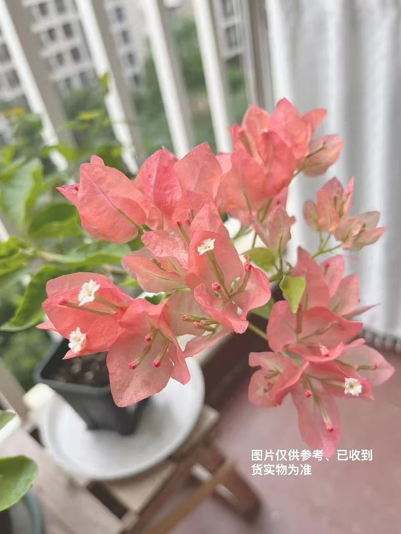 【阿奴娜】【包对版】三角梅四季开花爬藤飘枝好养护【无售后】