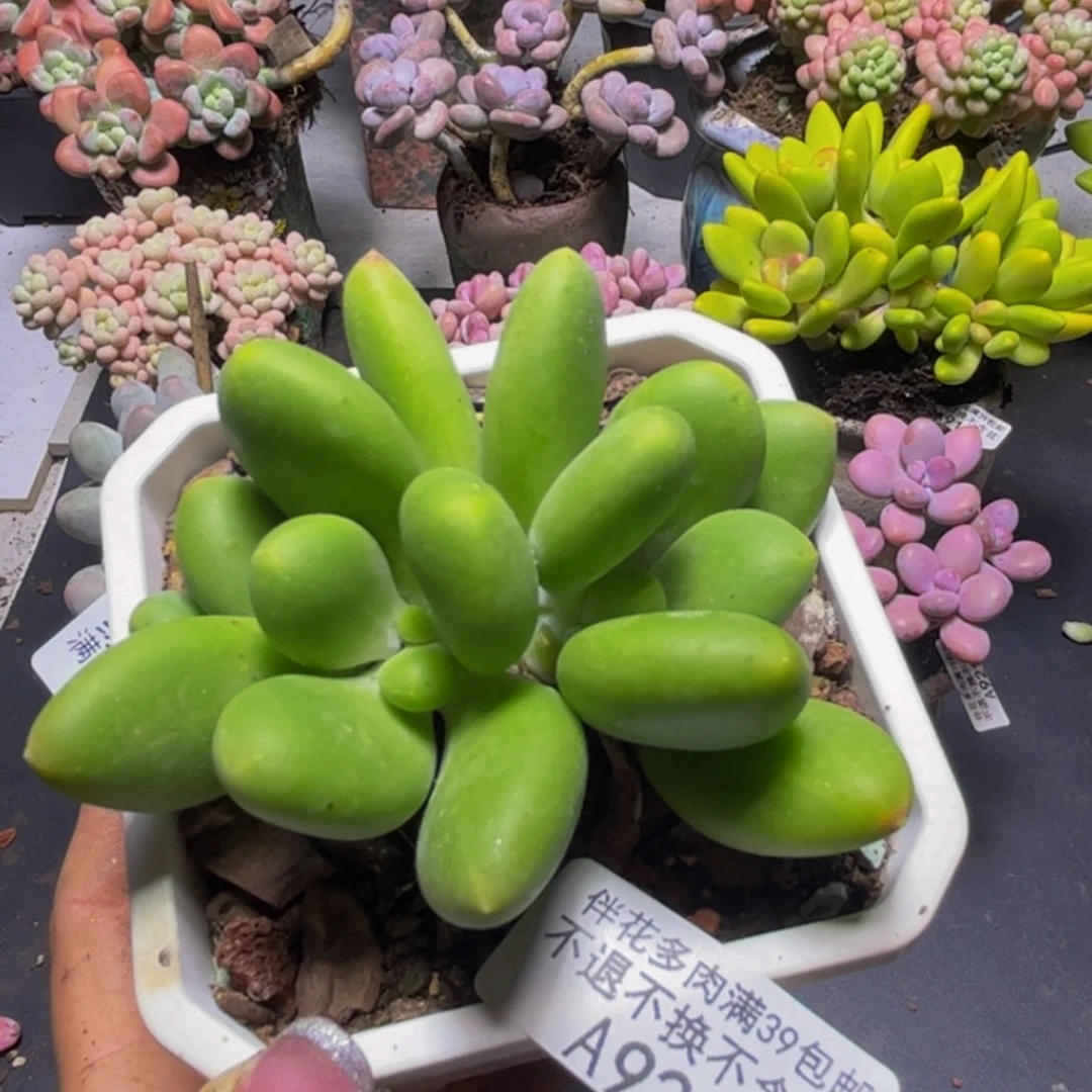芒果奶酪928/7cm多肉