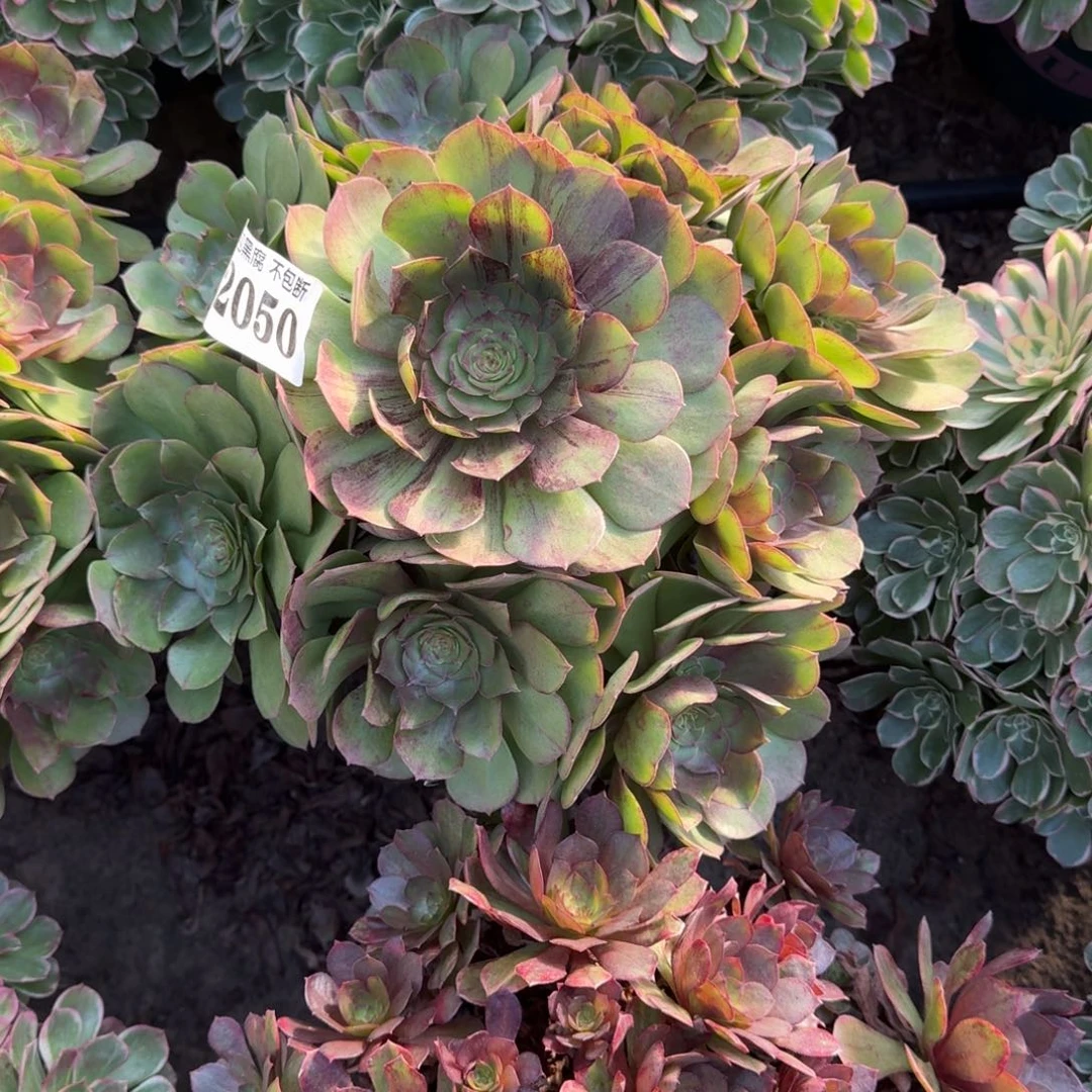 18-46法师墨染2050