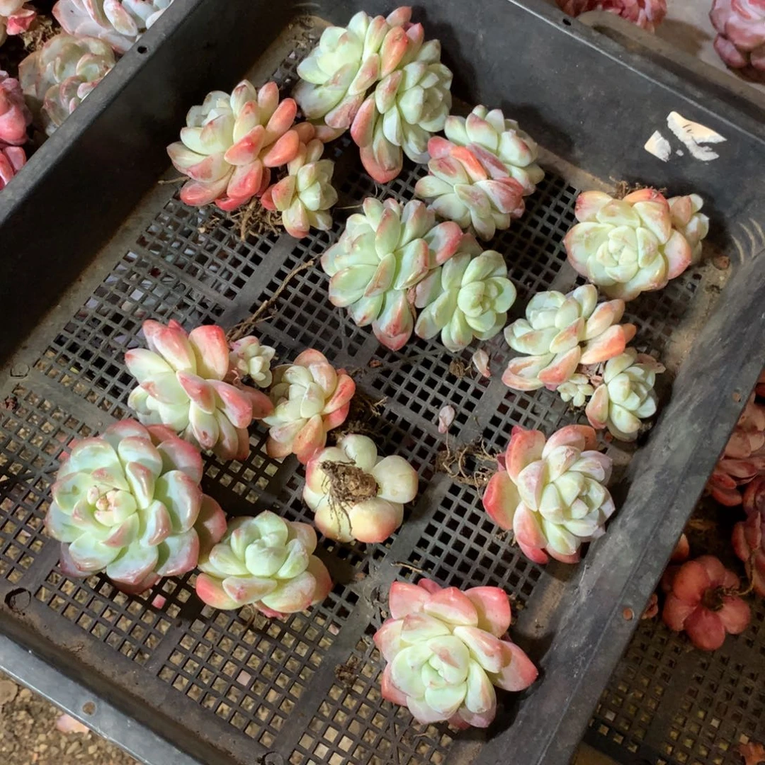 石榴籽哈哈哈哈哈哈哈哈哈