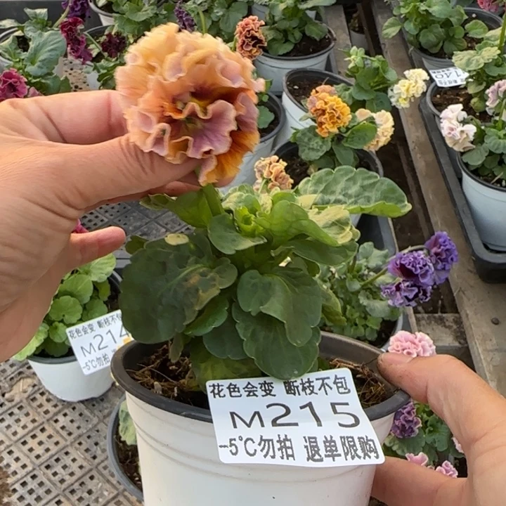 M***y无花朵M215角堇小苗一物一拍默认苗晃