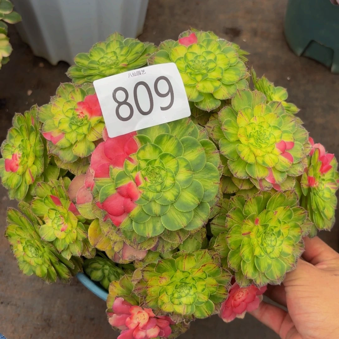 809多肉植物知否特价