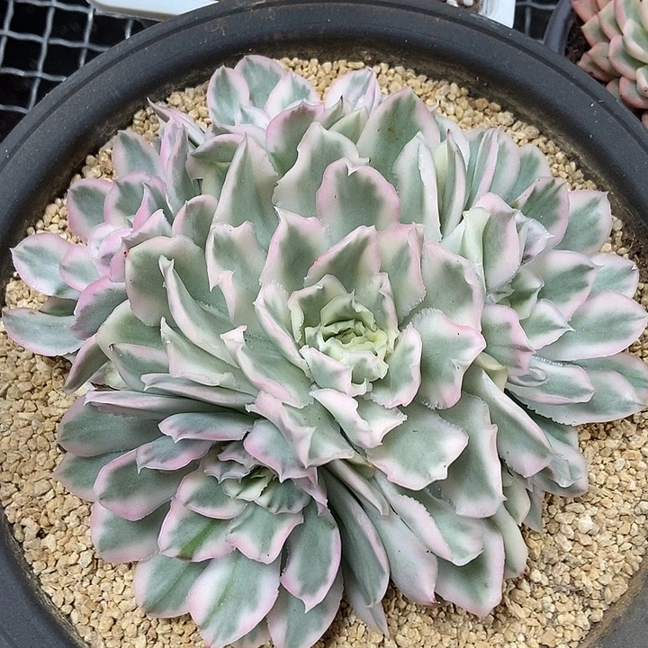 紫蝴蝶锦捧花型的