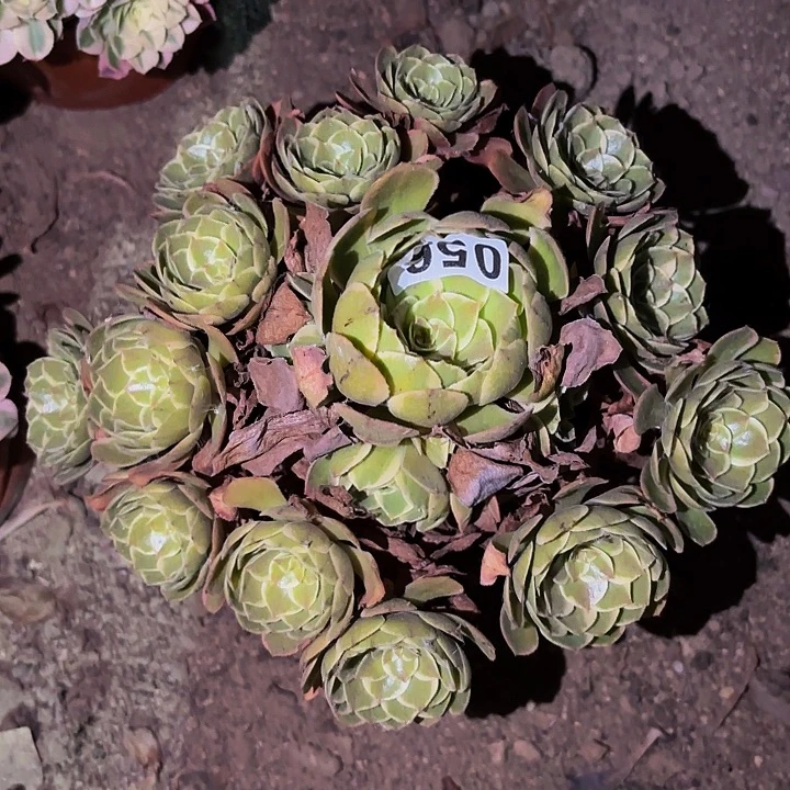 056孔雀翎多肉植物不售后