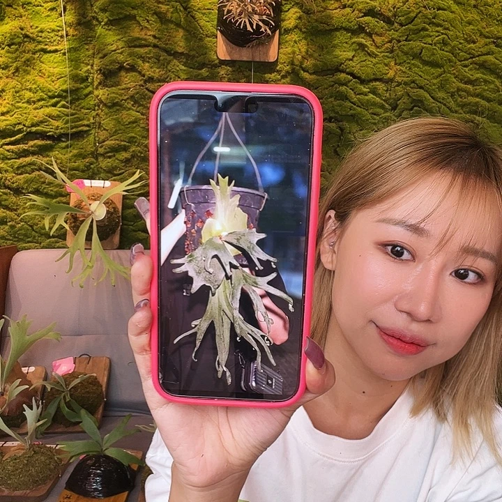 完全开放yot 美杜莎侧