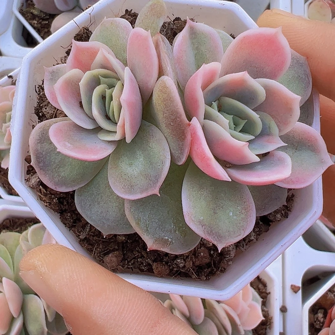 双头蓝色惊喜锦19包邮