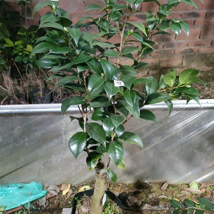 雀斑原盆原土发货540