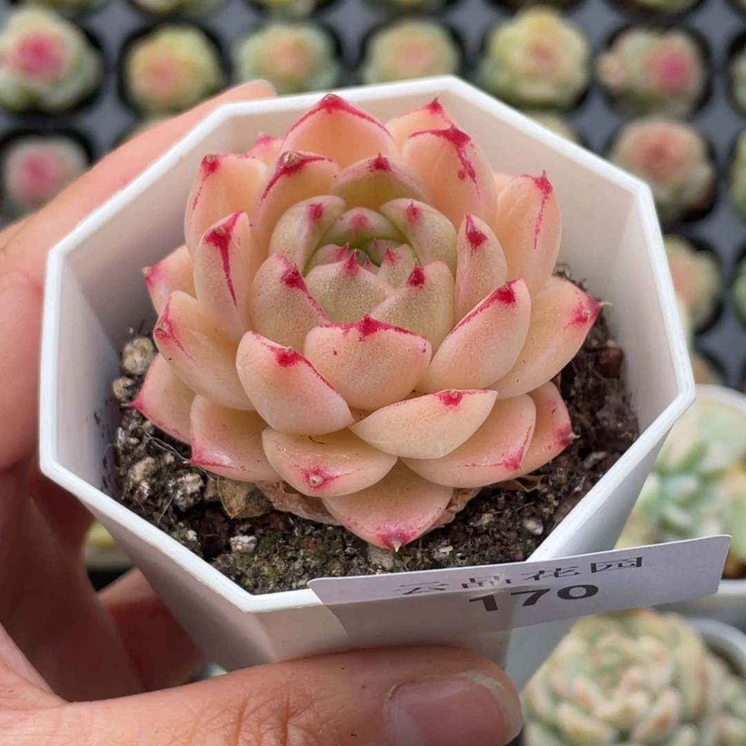 170号糖心冰心珍妮 萌芽