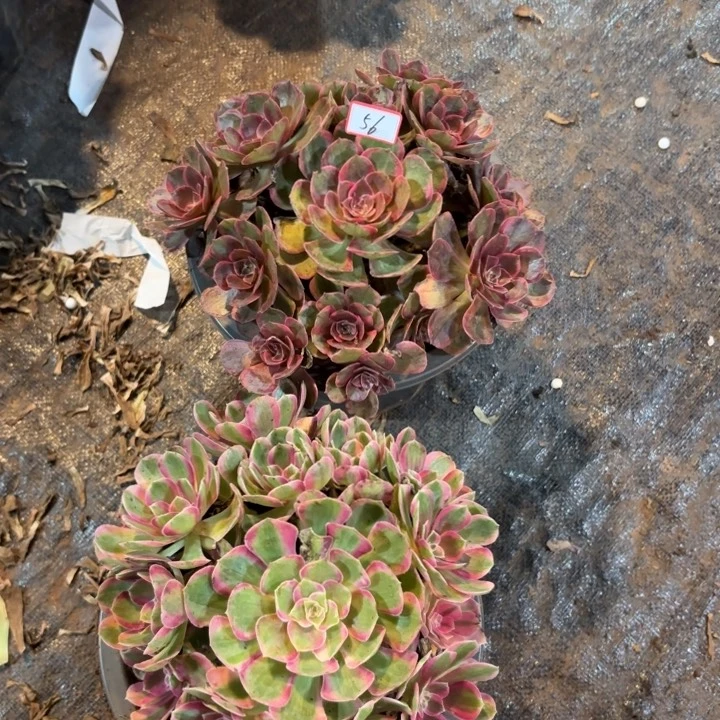 056组合不包化水小损