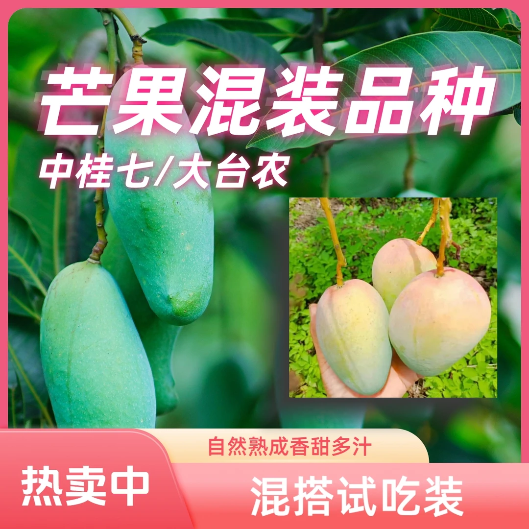 【芒果组合装】中桂七大台农桂七芒果新鲜水果