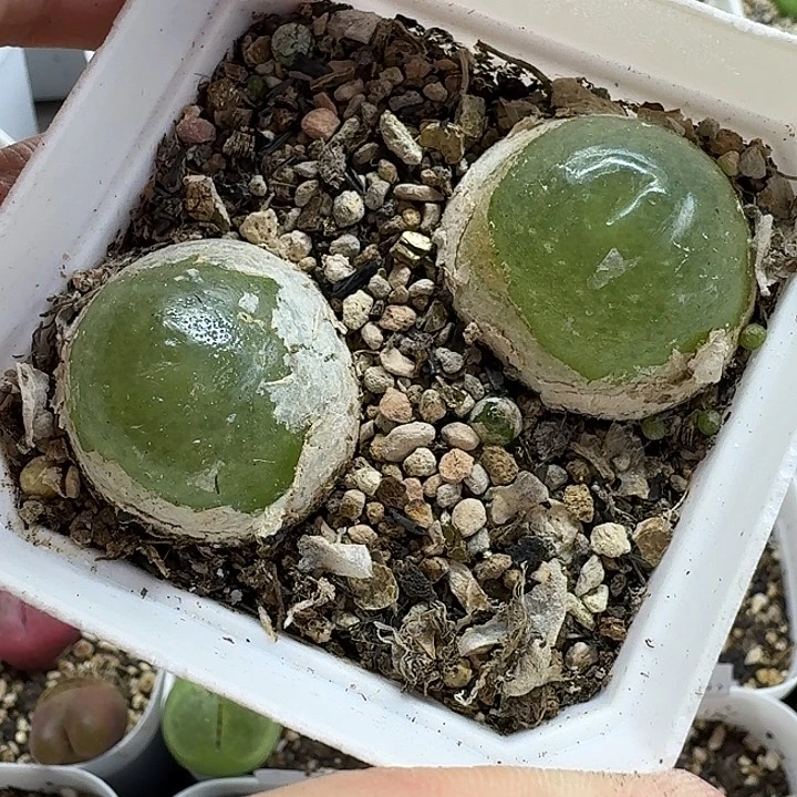 老马生石花灯泡母本2537