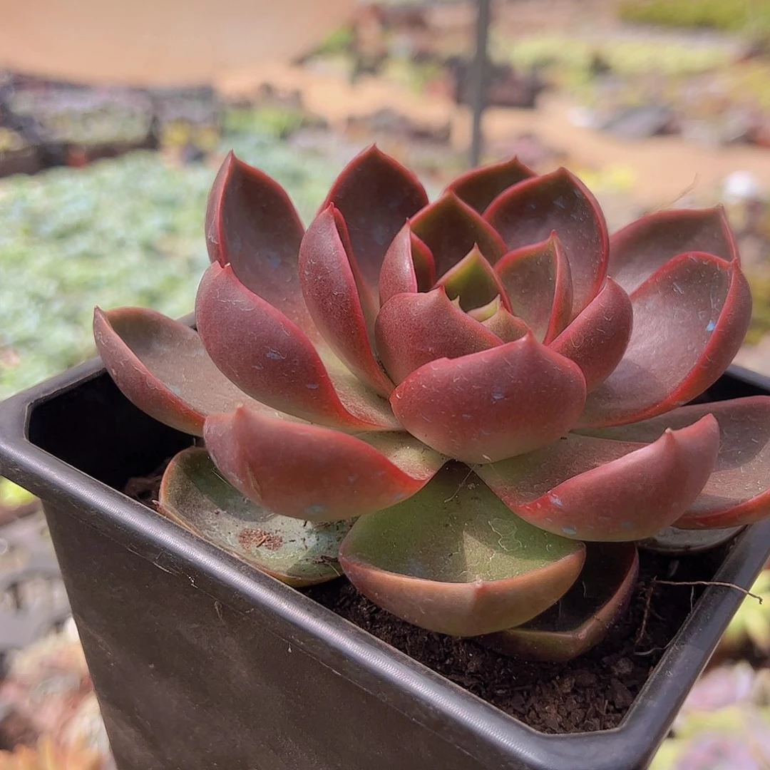 红灯大单头 多肉植物