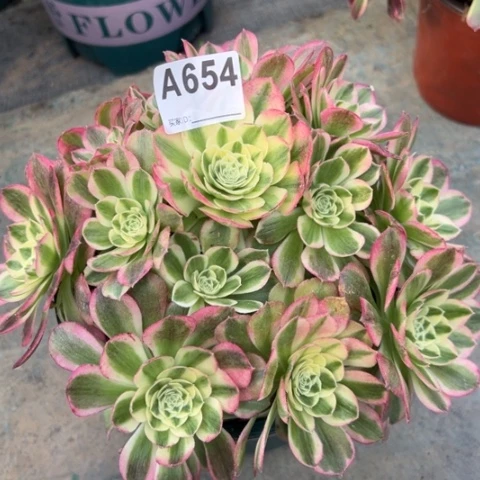 654玉姿20厘米左右