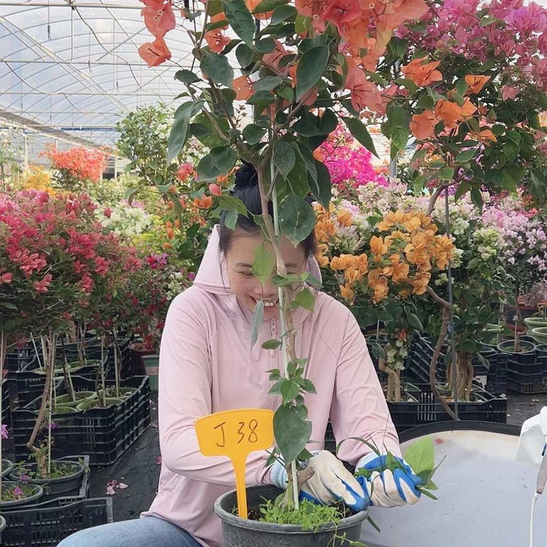 啵***哥大部分花苞少量开放J38阿达娜