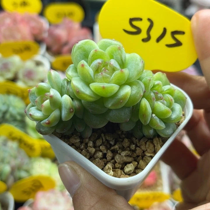 玲珑珍妮3头群5315