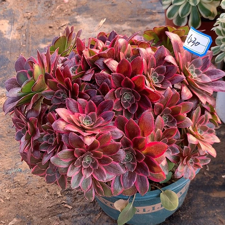 女妖多肉植物430