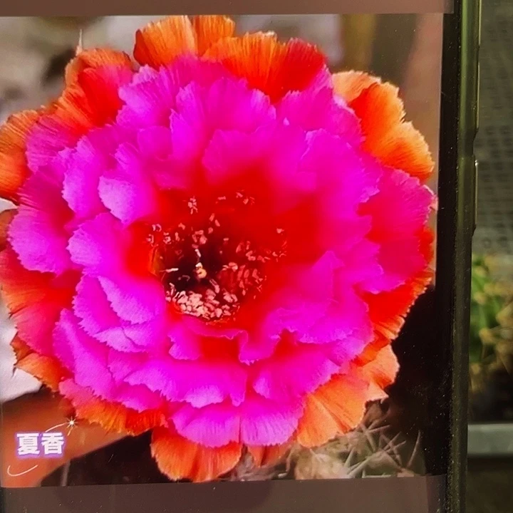 夏香侧芽歪6公分满 18包邮