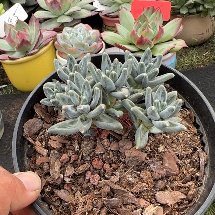 凤羽惊鸿一物一拍包装收缩花旱