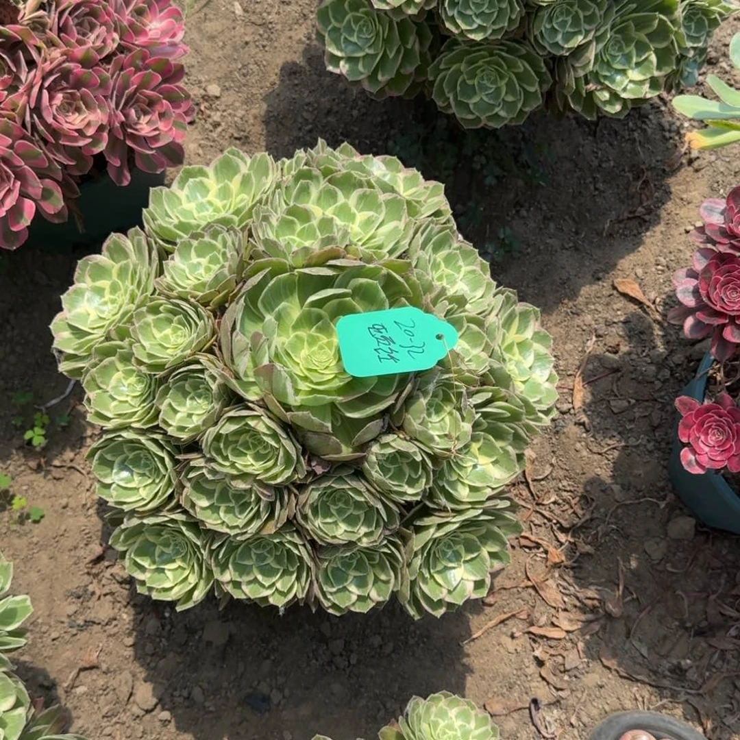 法师万彩灯20-32寄养