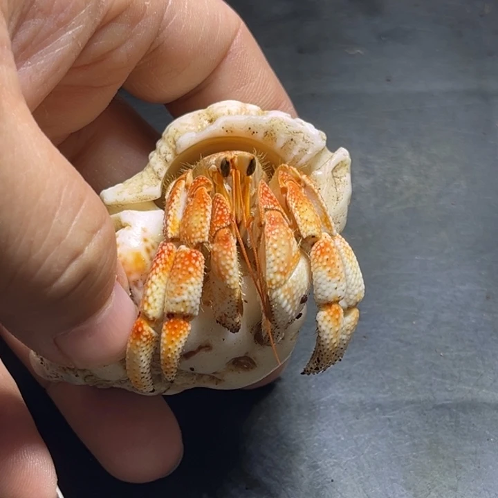 闪21号毛球2.4口径