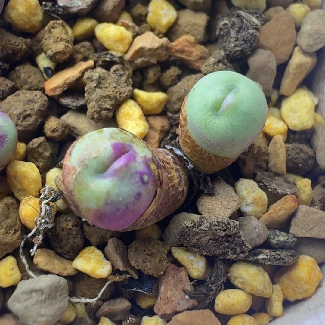 73号双头嘴一物一拍0.5 0.6