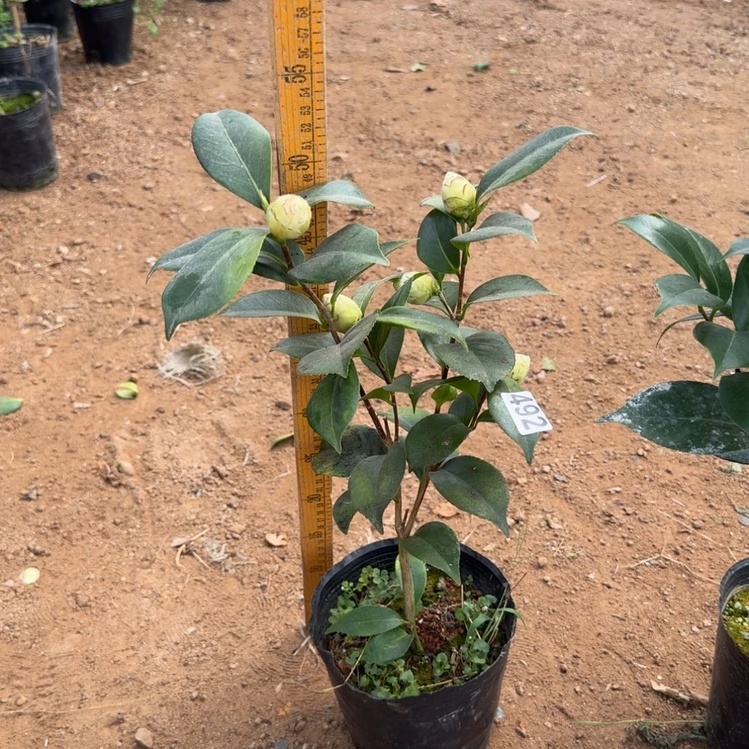 少量花朵（建议范围：2朵-5朵 或40%以下）492白乔