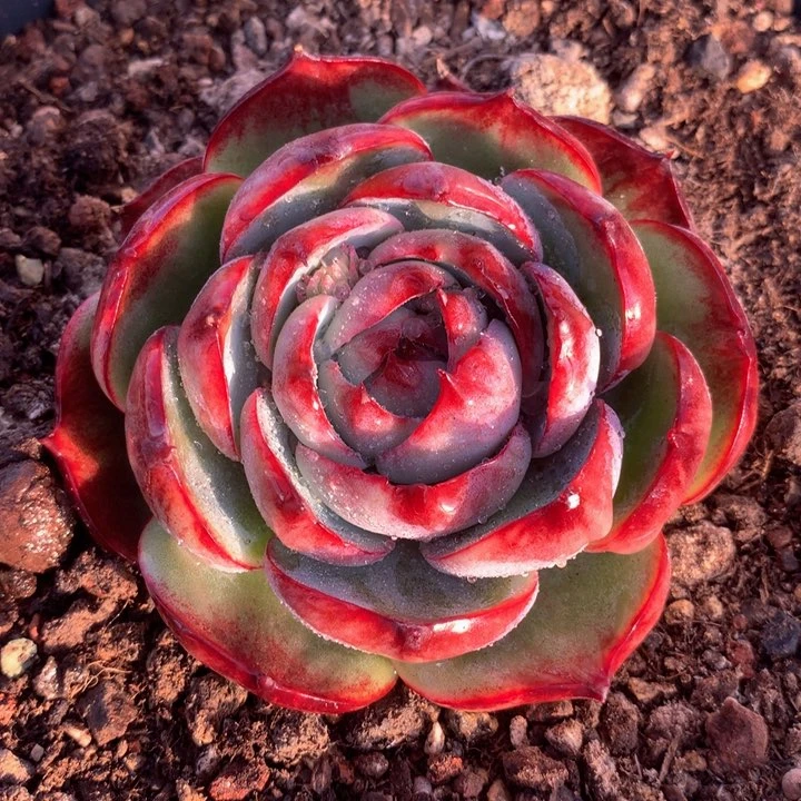 锦鸿仙子，一物一拍