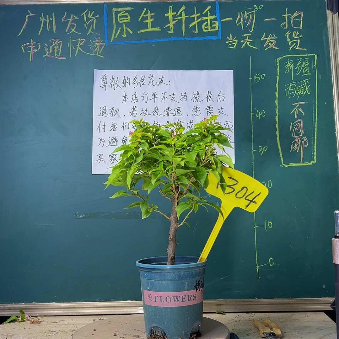 当前无花栽培后可以开花粉狐狸1304