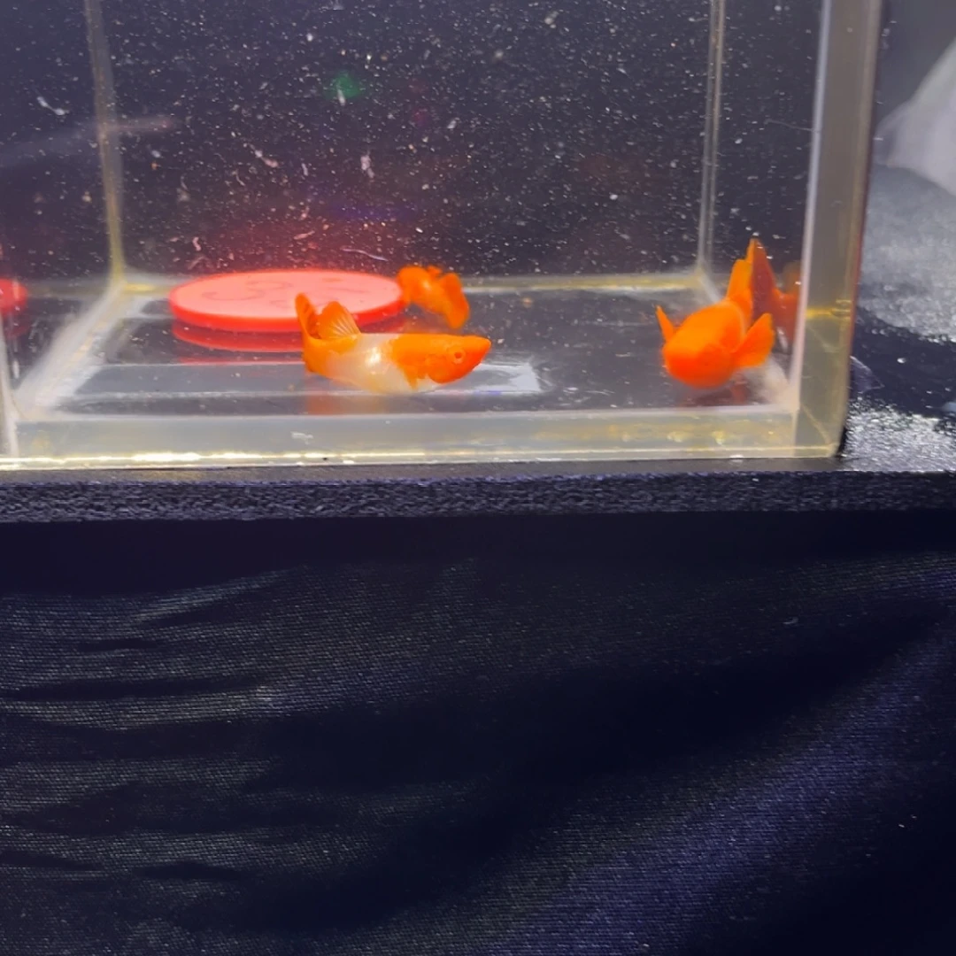 孔雀鱼红头双分水35