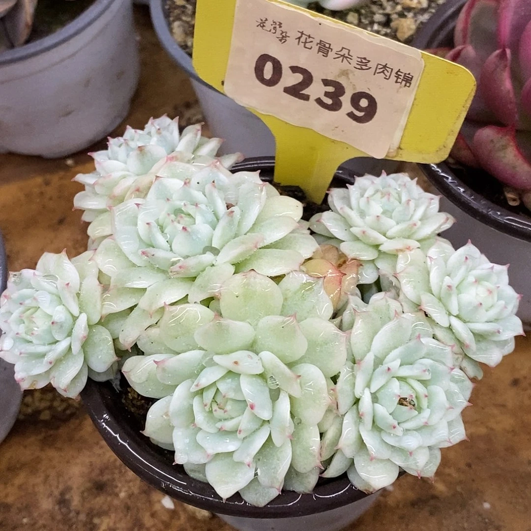 239静夜群生哈哈哈哈