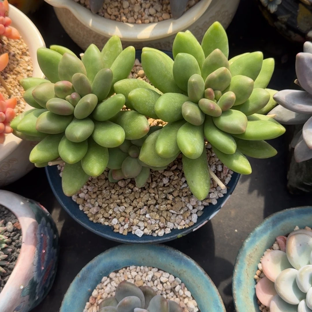 芒果奶 双头 一物一拍