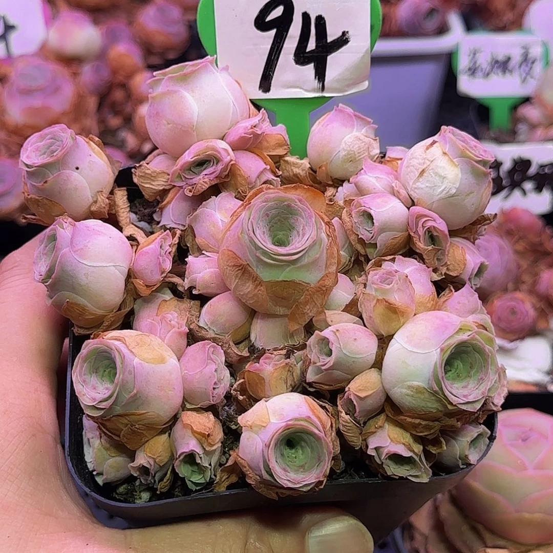 赛吉雅 事妈玻璃心慎拍