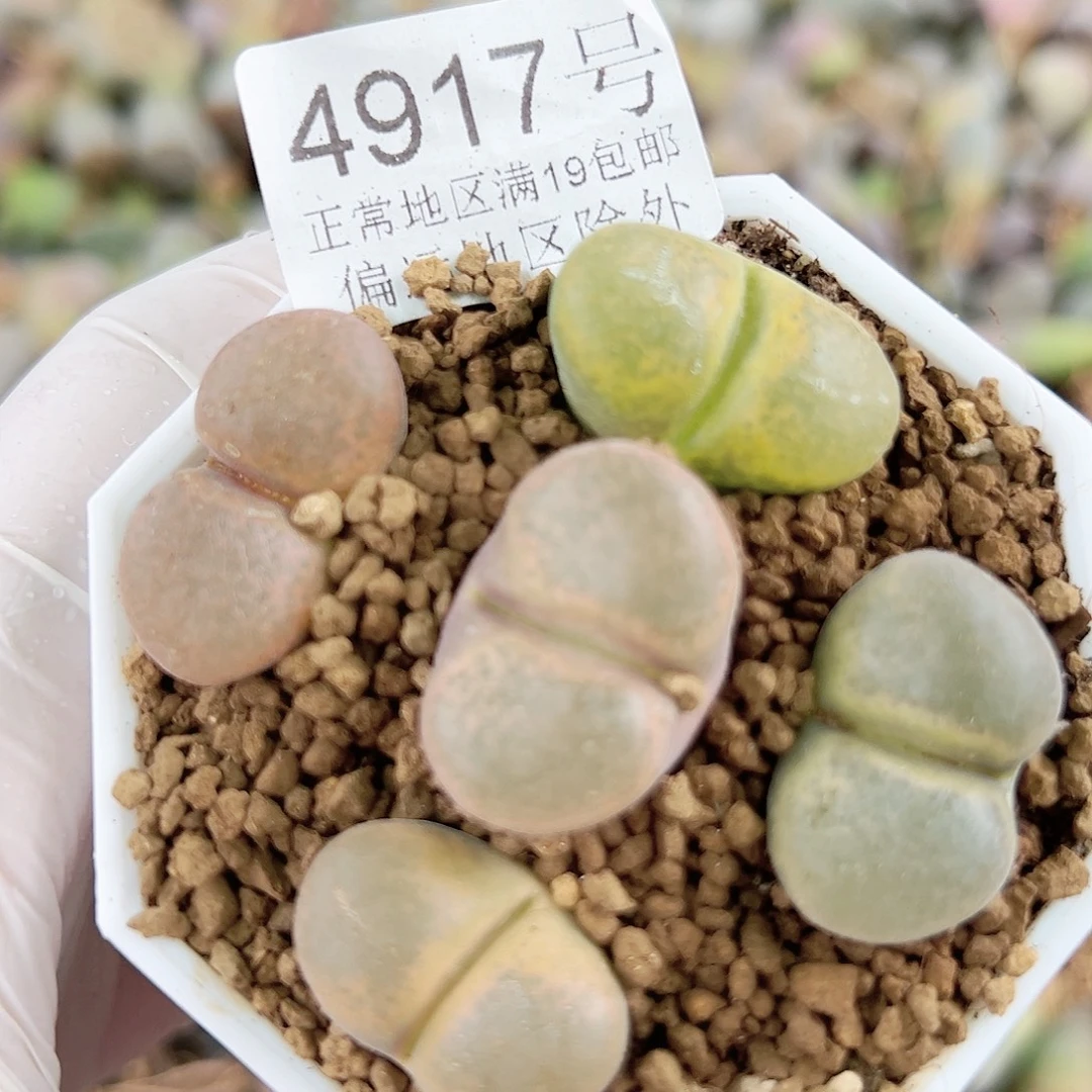 4917风铃玉巨无霸5个2-2.5cm