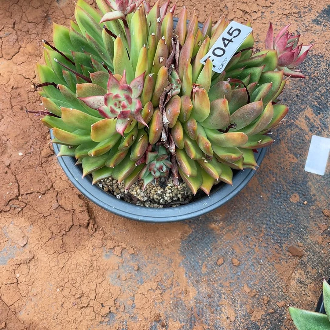 若如东云筐拍F045