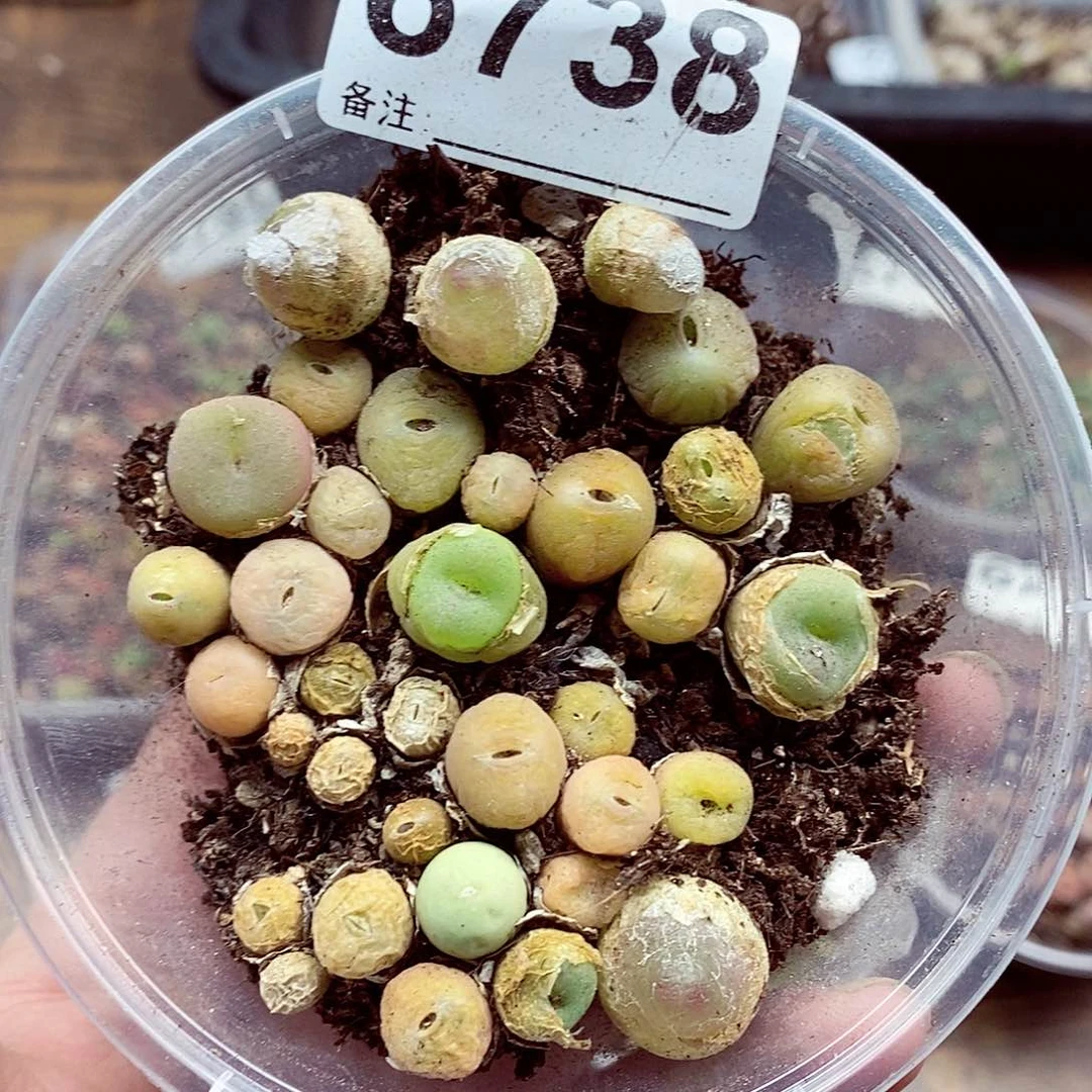 6738龙卡呃哦耶转发