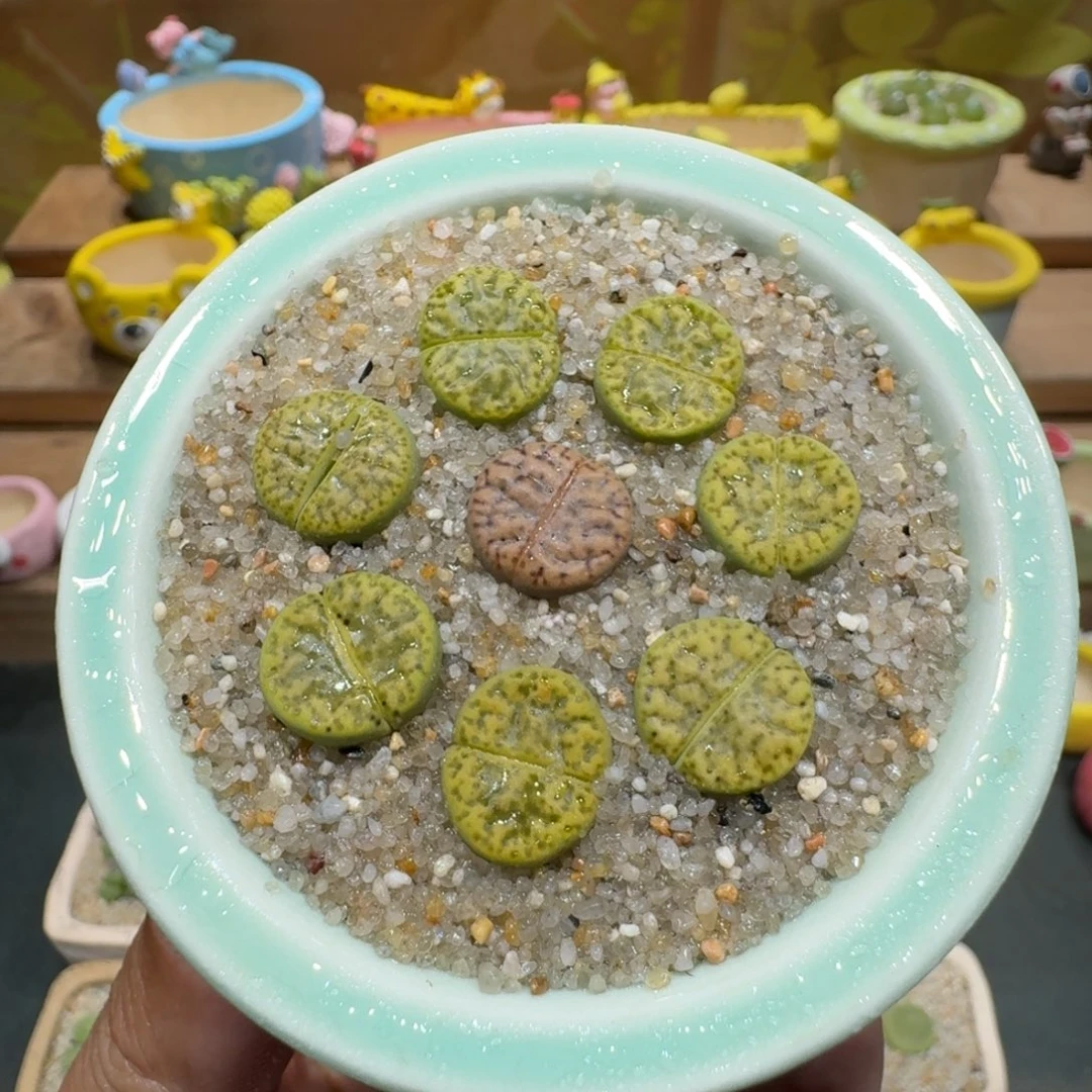 蘑菇1153黄鸣玄多肉植物
