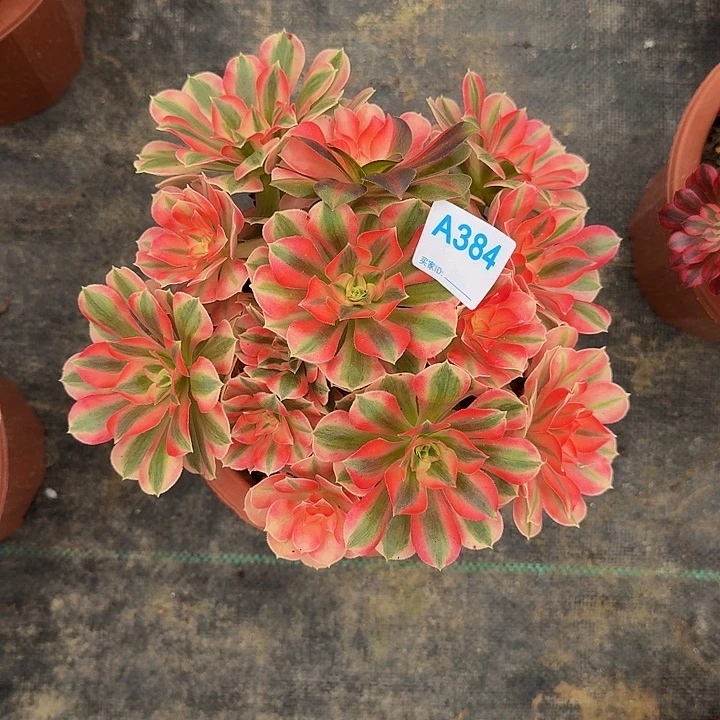 384女巫44444冠服19.20左右