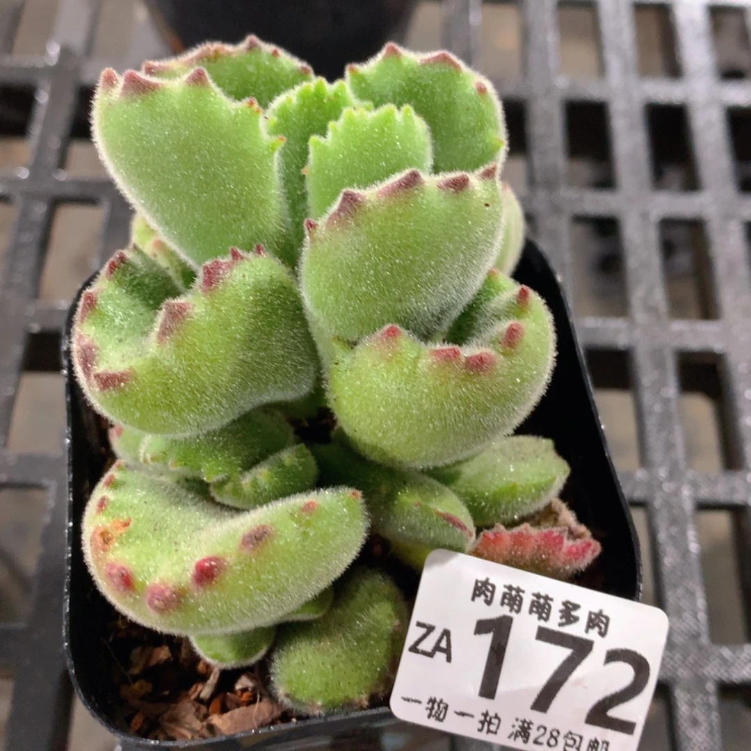 肉萌萌拇指盆精控多肉ZA172