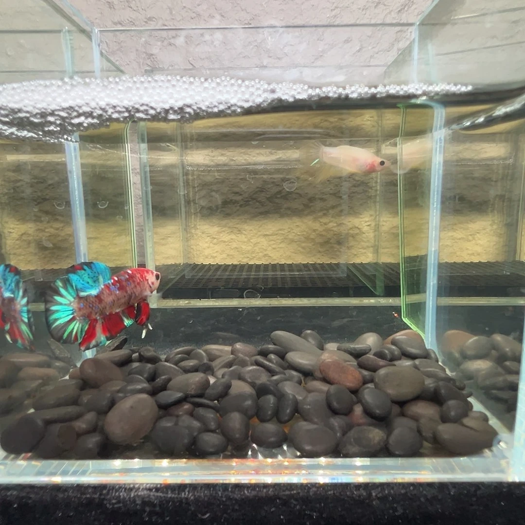斗鱼阿浩泰斗11日12