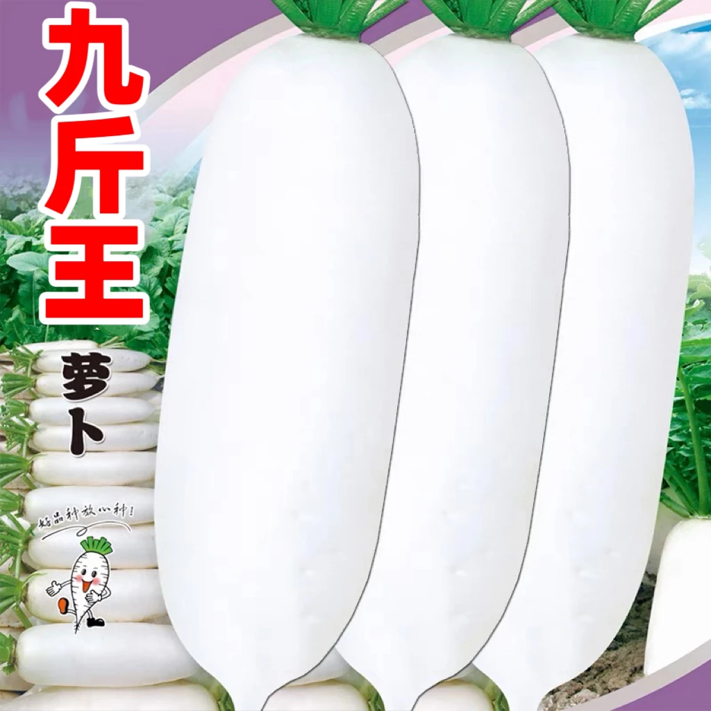 晚熟白玉萝卜种子薄皮不空心九斤王大白萝卜种籽秋冬季种蔬菜种孑