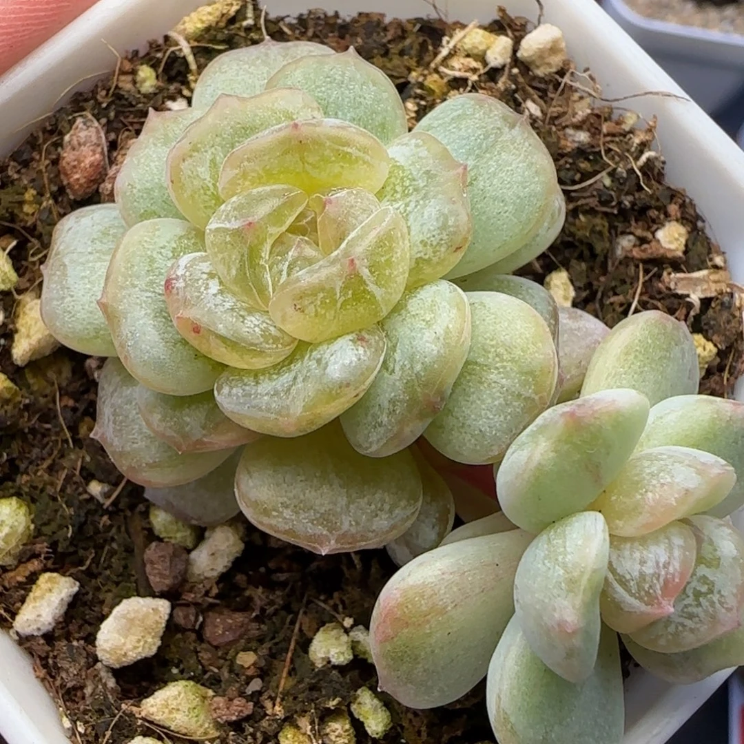 【满29包邮非偏远】118石化