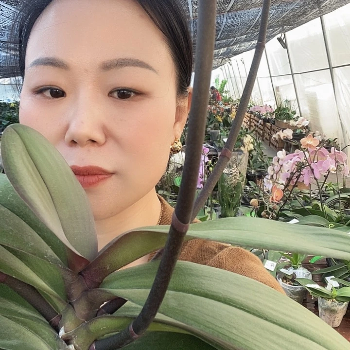 无花朵安娜蝴蝶兰