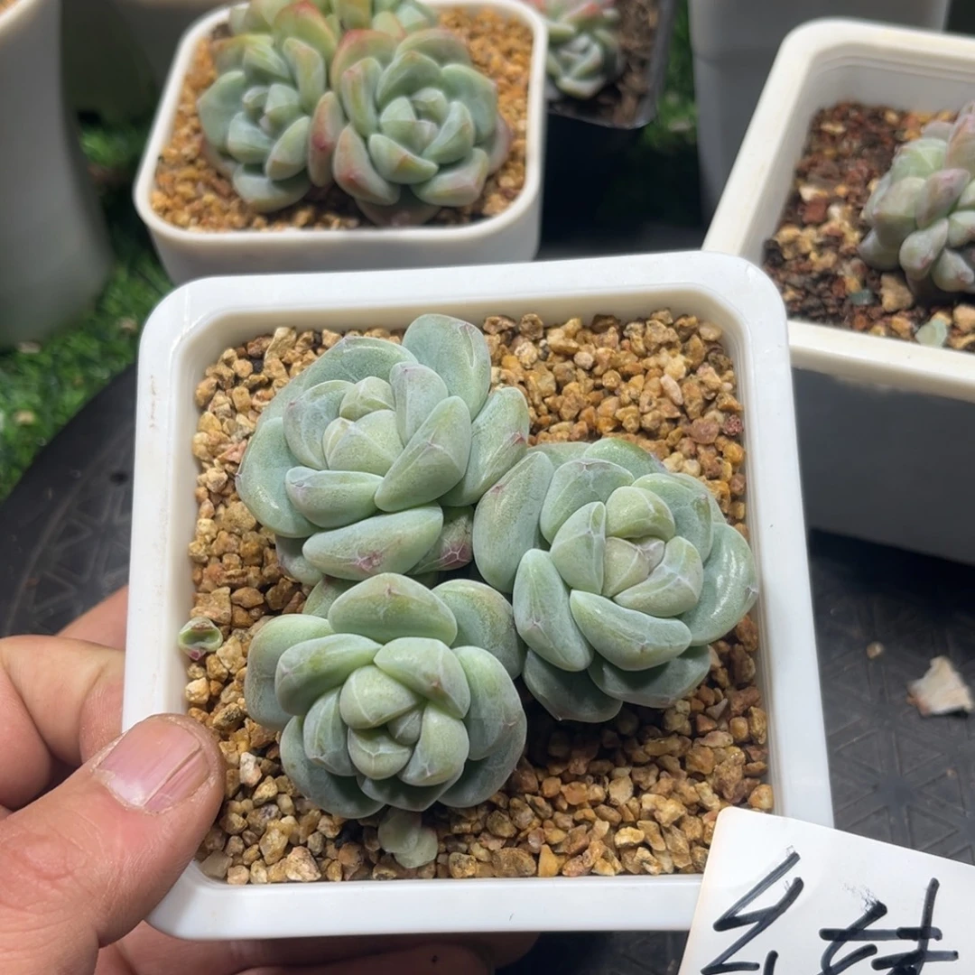 幺妹专拍冰玉群生
