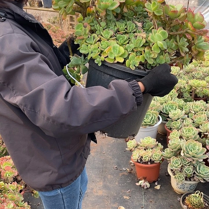 L**I341淡雪缀 一物一拍多肉