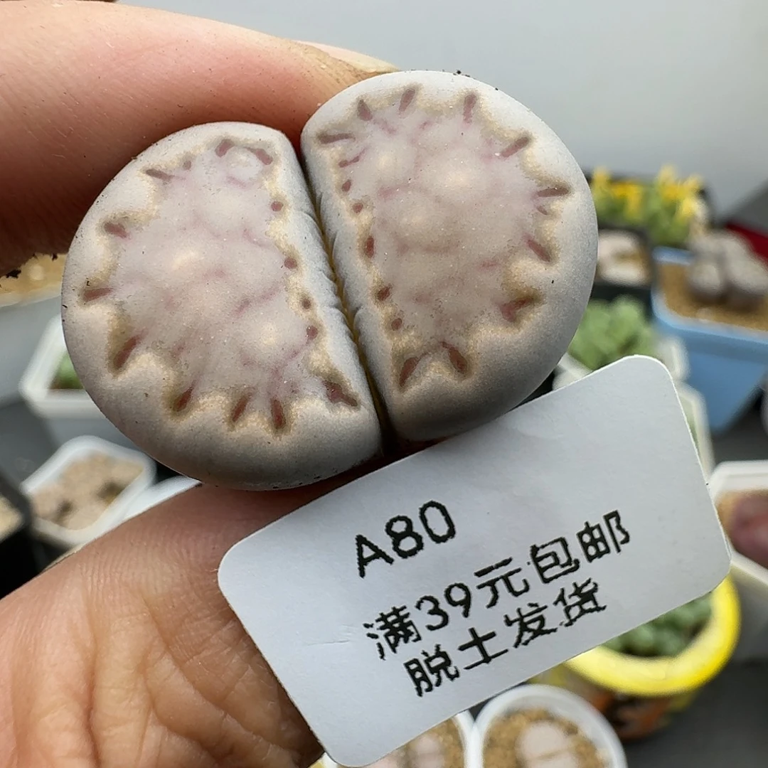 80号3.1厘米哈哈哈哈哈