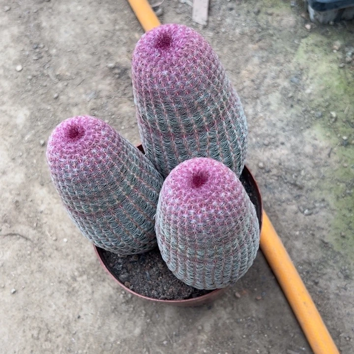 是****吉祥如意等名家名作