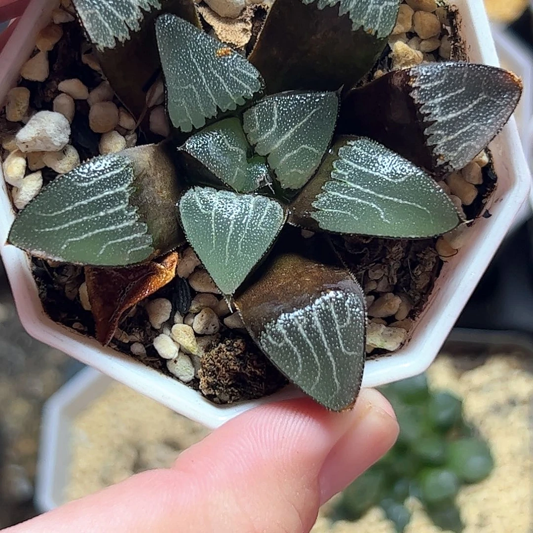 实生克十二卷多肉植物