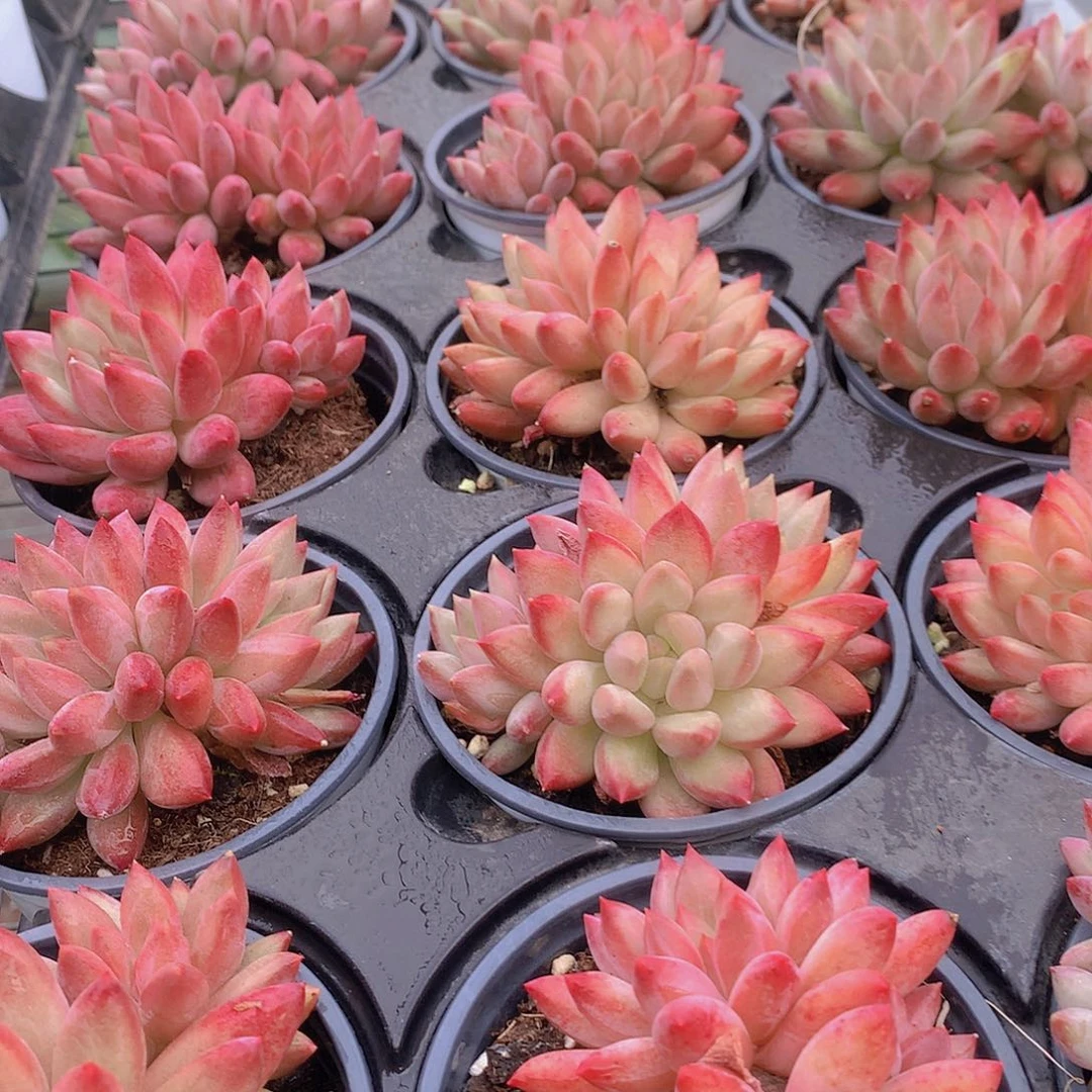 超红体虞美人346789990000